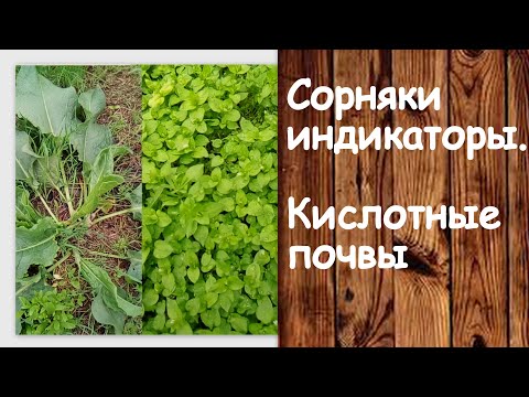 Травы,как индикаторы почвы.Сорняки в помощь.!