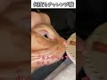 猫のおもしろ動画にツッコミどころ満載なアフレコしてみた#490【チャレンジ】【ハプニング映像】#shorts #アフレコ #面白動画