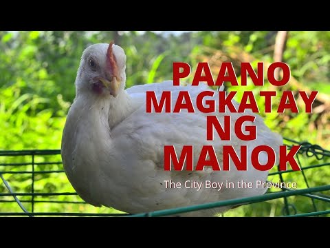 Video: Gaano Katagal Bago Magluto Ng Manok