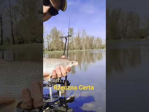 Rzeczna Certa #wędkarstwo