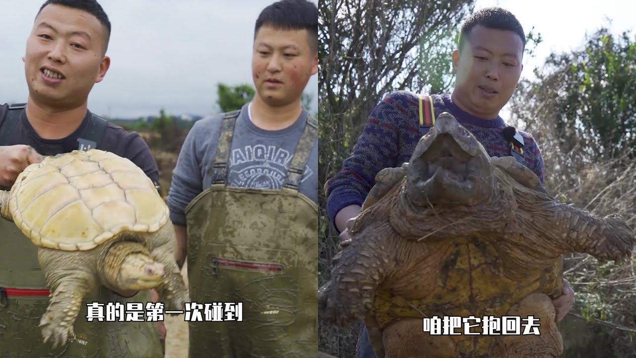 在表妹家荒废的甲鱼塘里找大甲鱼，没想到竟然这么多