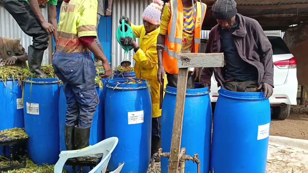 Процесс приготовления силоса (пошаговая процедура)