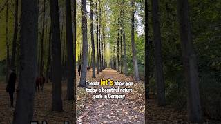 Autumn Walk In Germany Forest