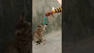 Cute Pussy Cat 🐈 😻 || #pussycat #cutecate #cat #catlover #catlovers #ytshorts #shorts #shortsfeed