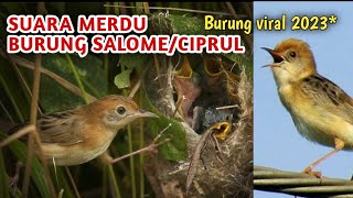 Kicauan Merdu Burung Salome Gacor || Burung Kecil Suara Melengking