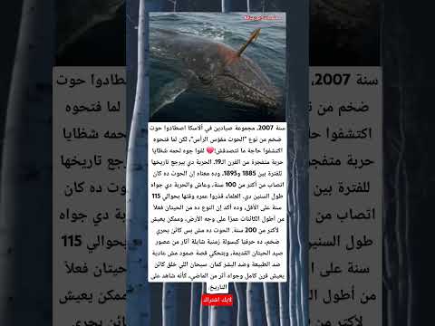 سنة 2007 مجموعة صيادين في ألاسكا اصطادوا حوت ضخم من نوع الحوت مقو س الرأس لكن لما فتحوه اكتشفوا