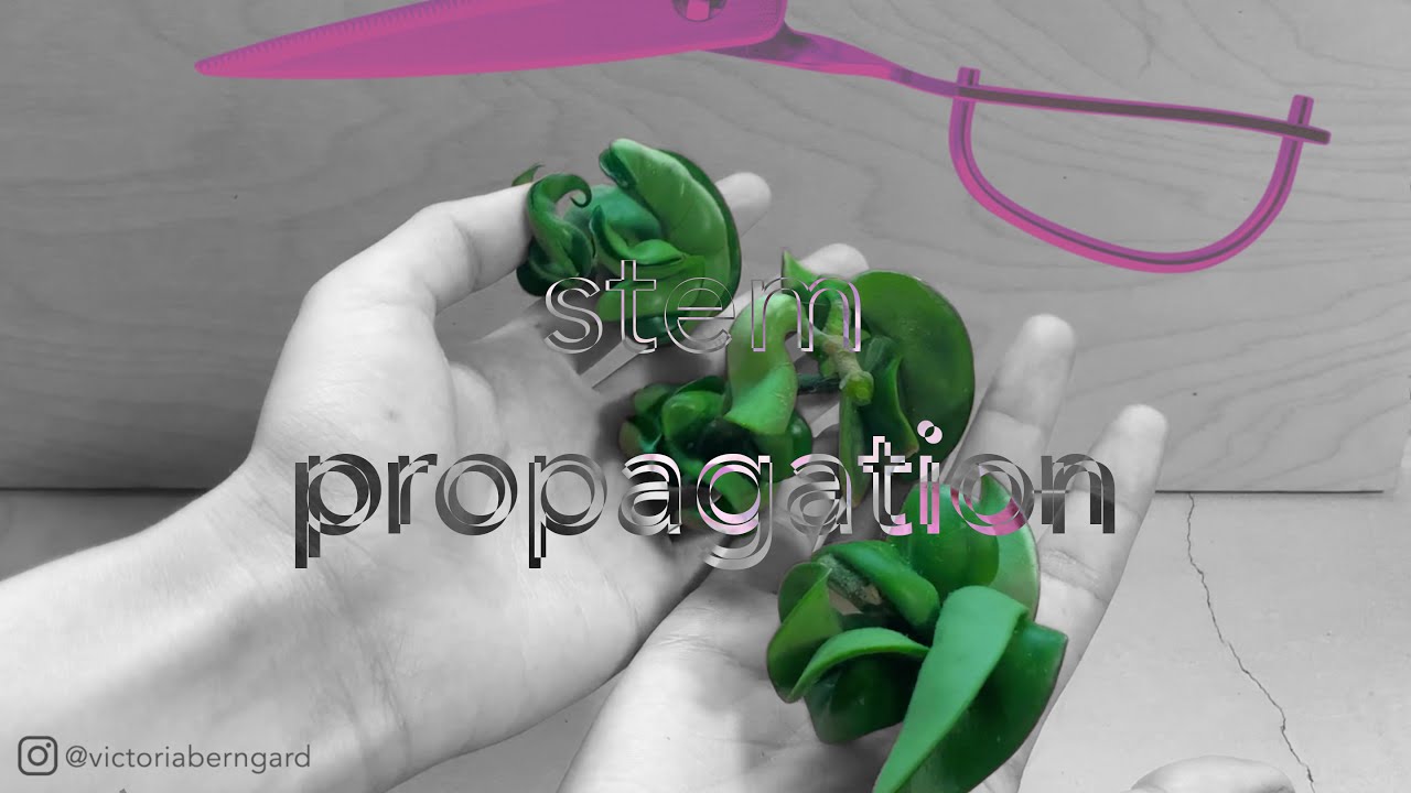 hindu rope stem propagation | relaxing video - YouTube