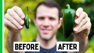 Stop Settling for Tiny Peppers