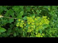 Exploring the Gordon Bubolz Nature Preserve