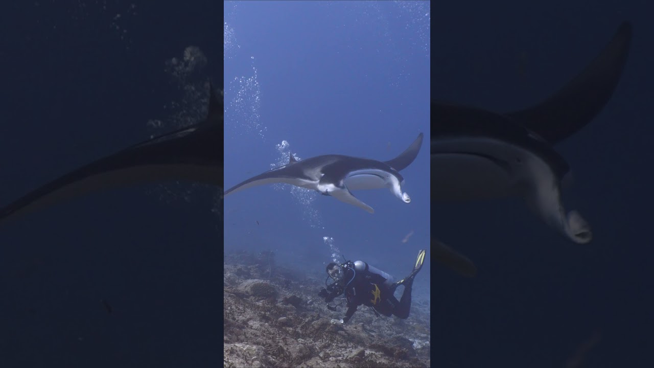 Manta ray hovers at busy cleaning station in the Maldives 