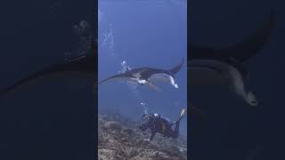 Manta ray hovers at busy cleaning station in the Maldives #marinelife #scubadiving #underwater