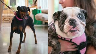 Introducing: Eagle Veterinary Hospital in San Antonio, TX Eagle Mountain Vet Clinic