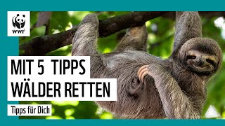 5 einfache Tipps, um den Regenwald zu schützen | WWF Deutschland