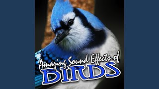 Download Lagu Gold Finch Chirping Download Lagu Gold Finch Chirping