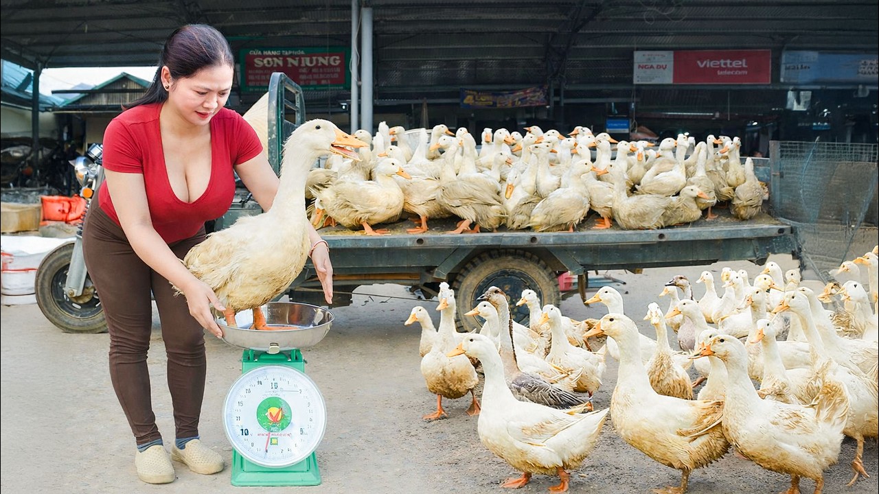 Catching Ducks After 60 Days | CEO Makes Traditional Grilled Duck to Sell at Market