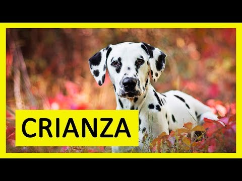 Cómo CUIDAR y