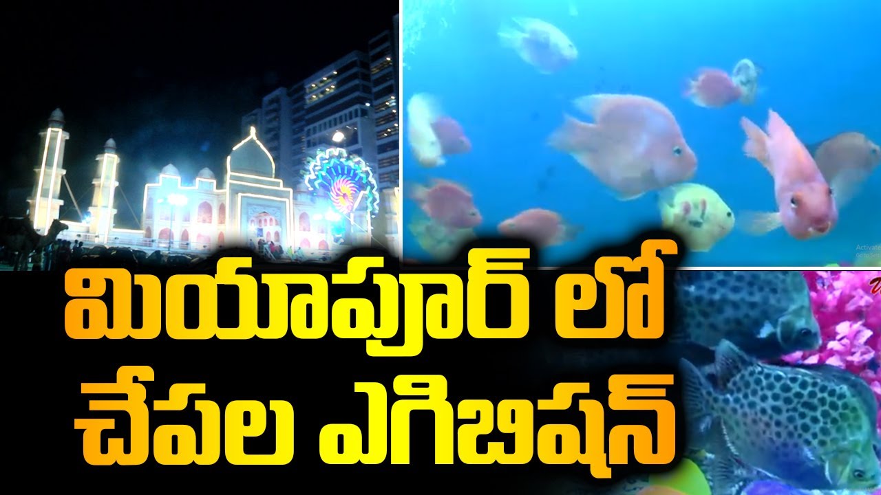 మియాపూర్ లో చేపల ఎగ్జిబిషన్ Fish Exhibition in Miyapur Fish