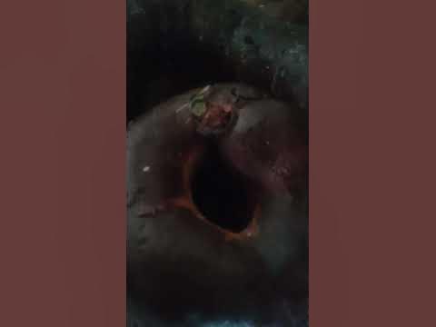 Даже пчеле понравилась наша алтайская колбаса-Каан. - YouTube