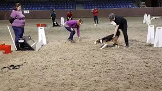 Jax (Border Collie) Flyball Box Turn Training 🐾