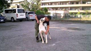 Download Lagu The Dog that tries to send her to your place MP3