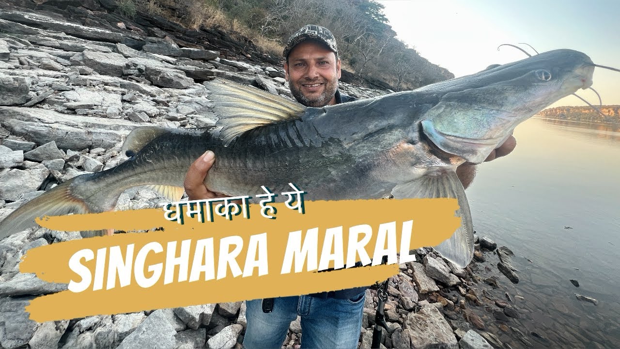 Dhamaka He Ye/Incredible Fishing Singhar & Snakehead Maral Catch With Spoon