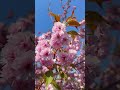 遅咲きの桜が5月中旬に見頃でした🌸 2026.5.12🌸 #桜 #八重桜#札幌市 #札幌 #手稲 #shorts