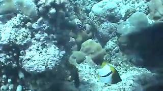 Palau Micrones