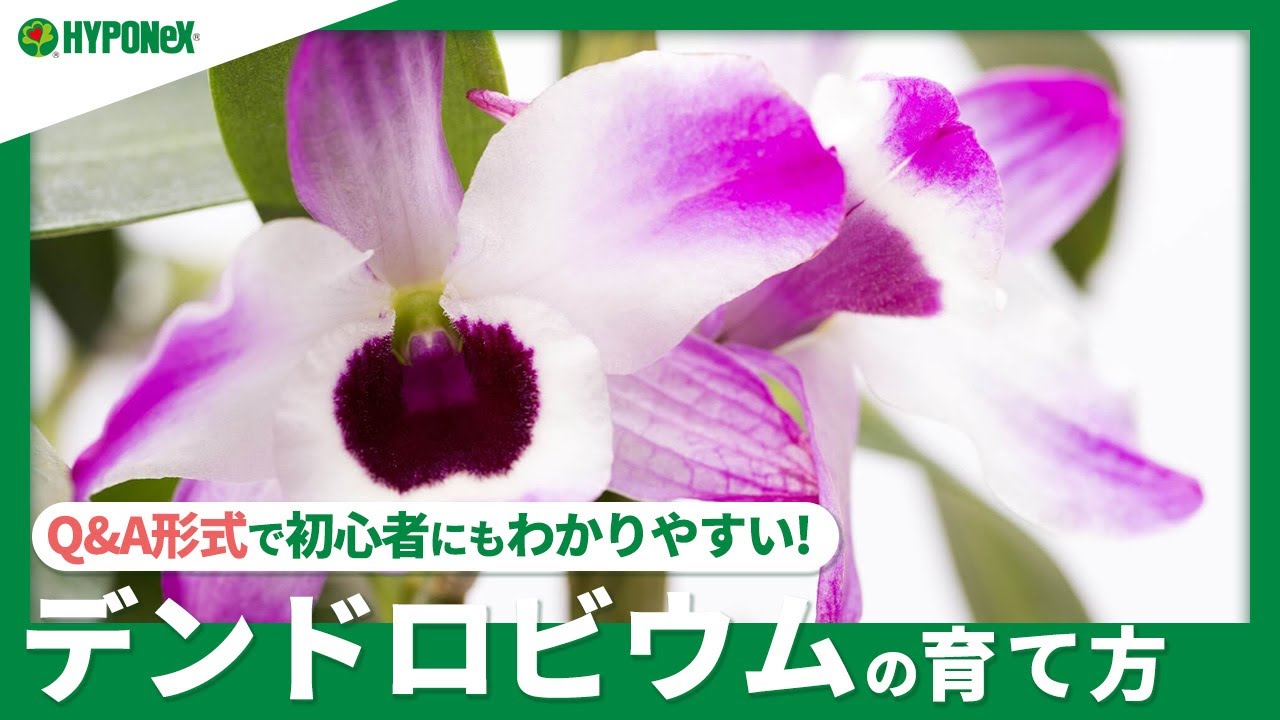 161 デンドロビウムの育て方 栽培に適した場所は キレイな花を咲かせるコツは 水やりや肥料など日々の管理もご紹介 Youtube