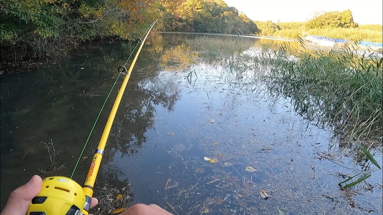 【bass fishing】また野池に恥も外聞もなしに釣り行ったが・・🫣　#バス釣り　#バス釣り好きな人と繋がりたい  #スピンキャスト　#うきまろッド