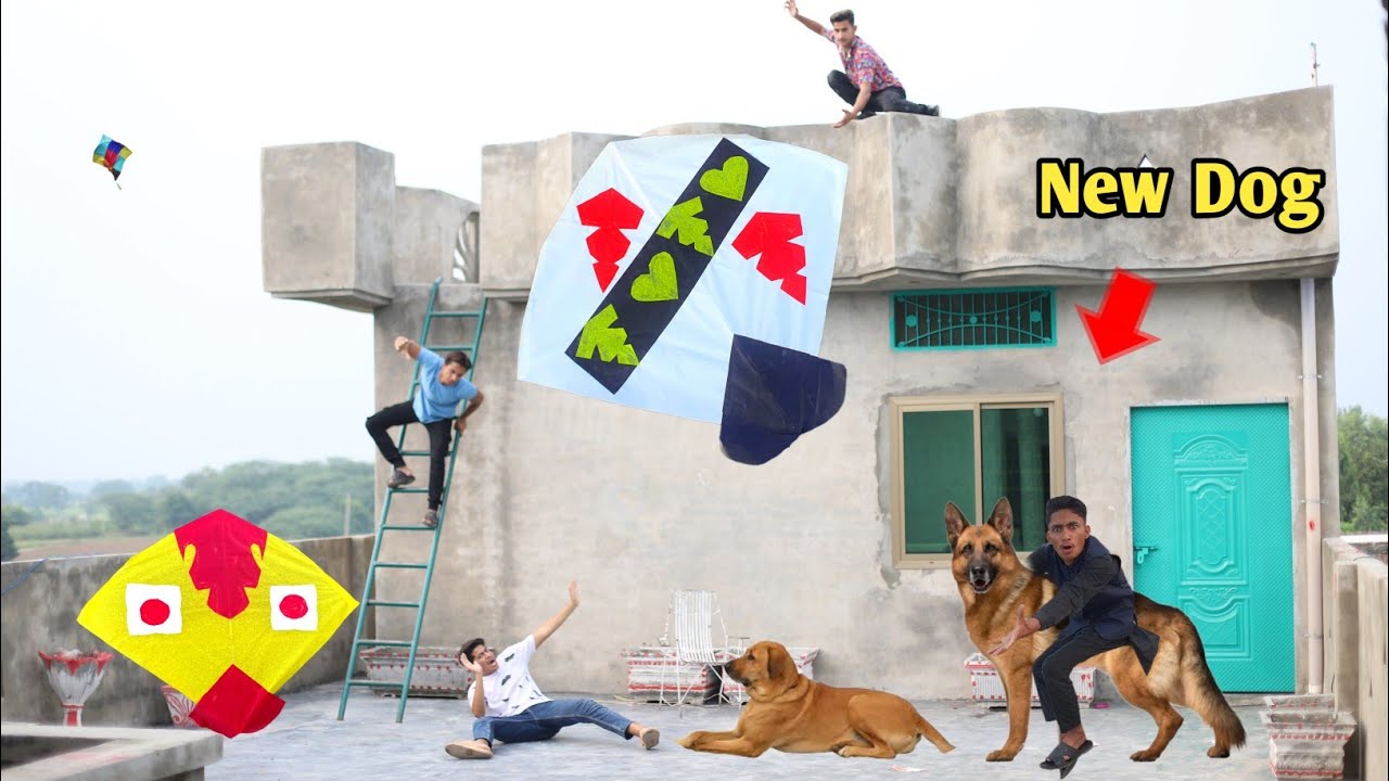 Kite Flying With Catch Nasir Kite | New Dog 🐕