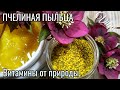 ПЫЛЬЦА ПЧЕЛИНАЯ,ее польза и как принимать