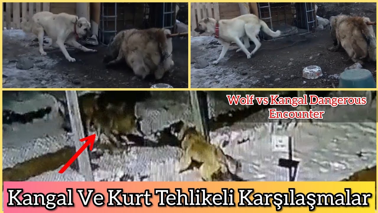 2020 Turkiyenin En Buyuk 5 Kangal Uretim Ciftligi Youtube