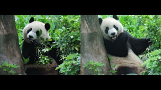 20160410-2 吃完正餐打野味 圓仔比花更嬌美 Giant Panda Yuan Zai