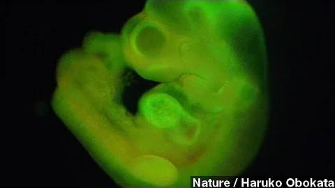 Researchers Create Stem Cells From Adult Cells