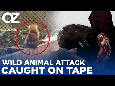 Wild Animal Attack Caught On Tape 