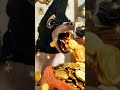ai dog throw gold medals coins #viralshorts #recommended #ishowspeed #shorts #dog #ai #aishorts
