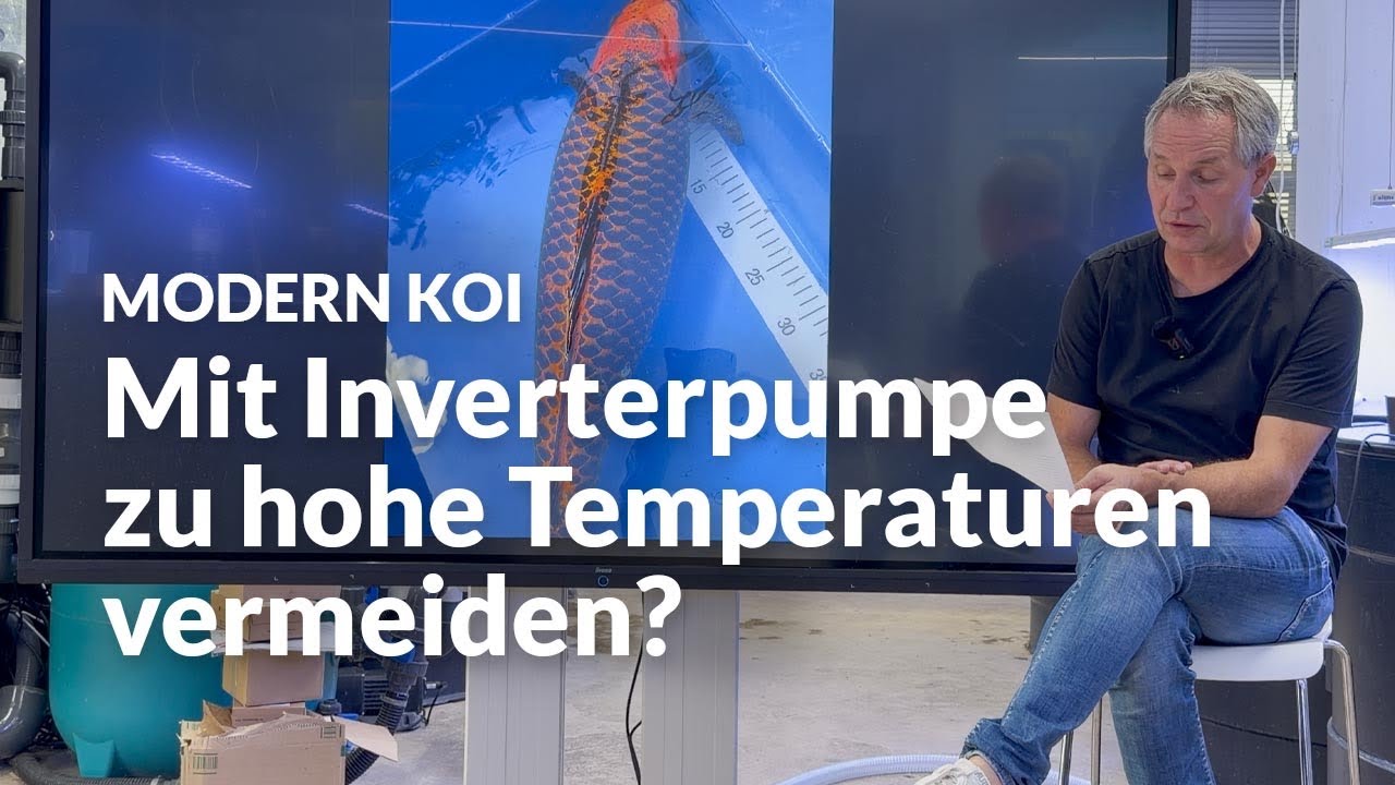So verhinderst du Temperaturschwankungen im Koiteich im Sommer | Modern Koi Blog #8160