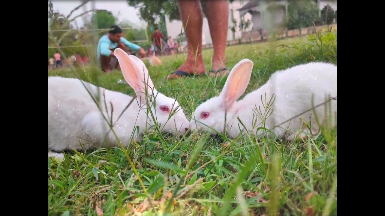 Love Rabbits WhatsApp status video