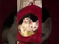 里親さん決定❣️ 可愛いきら&もも兄妹のチュールタイム後のペロペロ