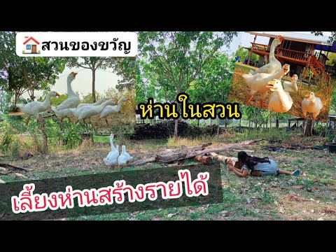 วีดีโอ: ห่านในสวน - ควบคุมห่านที่บ้านสวน