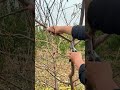 How to prune peach trees in fall | Cómo podar duraznos en otoño | 秋に桃の木を剪定する方法 | 가을에 복숭아나무 가지치기 하는 법
