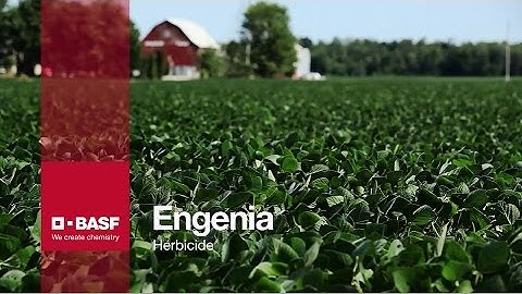 Engenia DT Soybeans Comparison | BASF