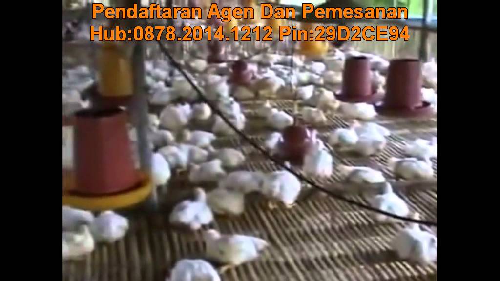 Cara Ternak Ayam Potong 