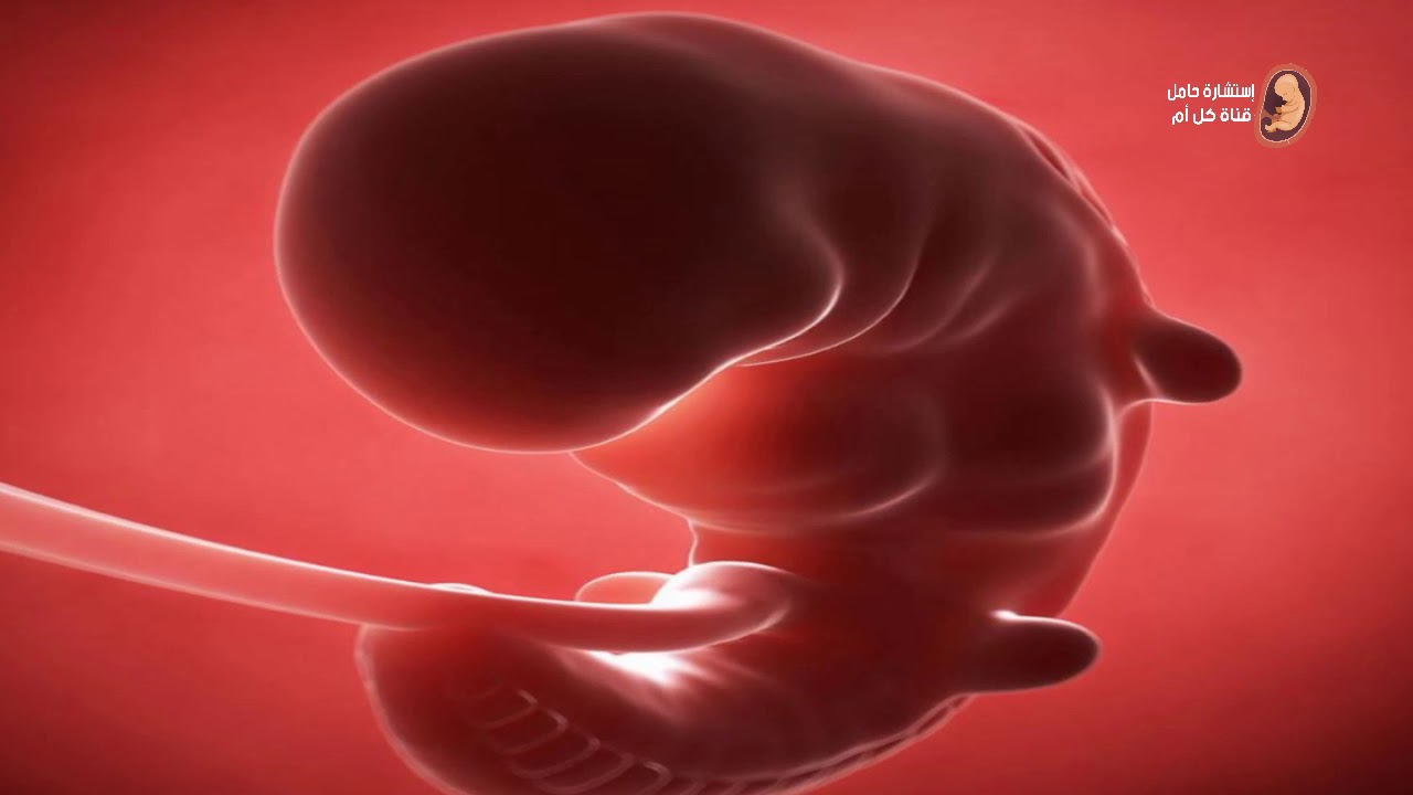 كيف يكون شكل الجنين فى الاسبوع الثانى من الحمل ؟
