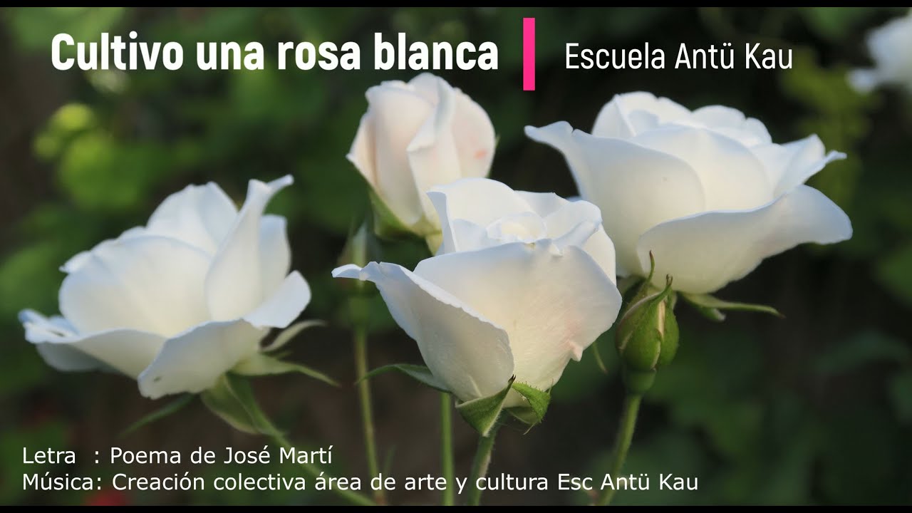 Cultivo una rosa blanca YouTube