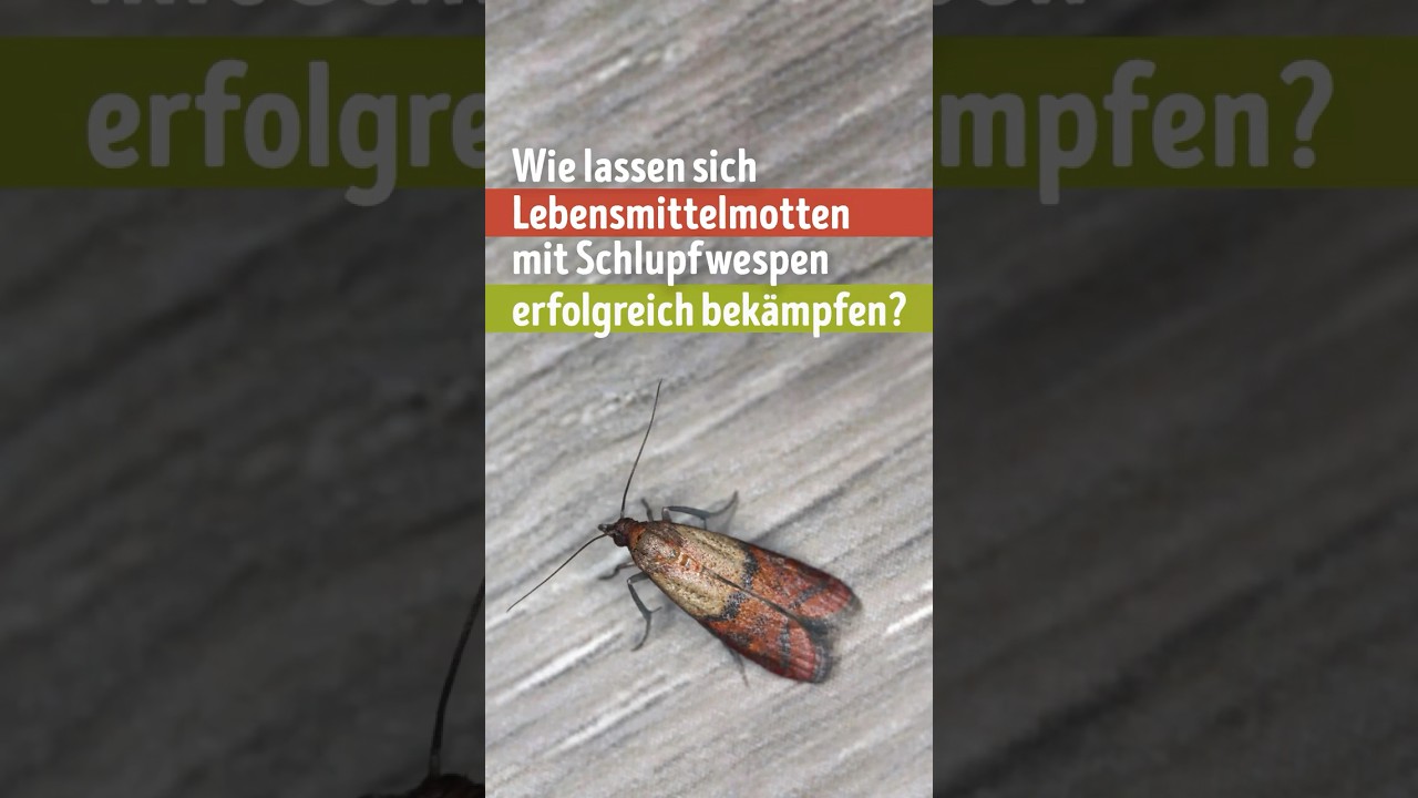 Lebensmittelmotten bekämpfen – mit Trichogramma Schlupfwespen