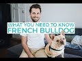 My French Bulldog - 1 Year Later