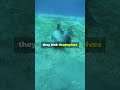 Triggerfish The Ocean's Quirky Architect