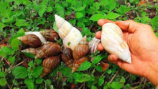 WOW, SO EXCITING! Looking for snails, flat snails, and finding a betta fish [Snail, Snail, Snail]