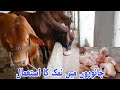Important Of Salt For Animals|Hamdan Cattle Farm &amp; Palai Centre|